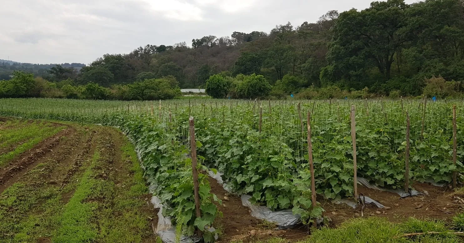 Terreno Nepantla - 2