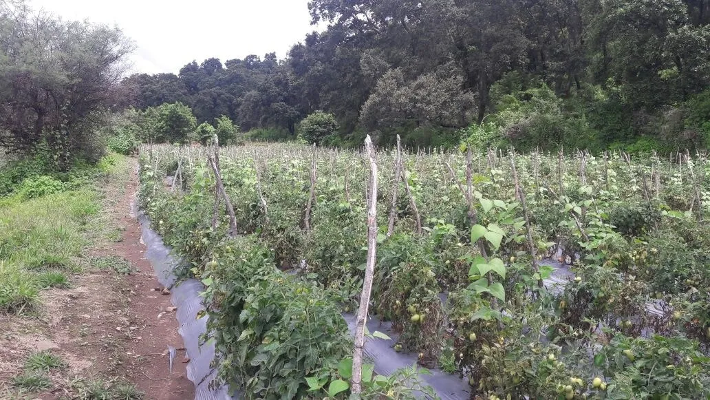 Terreno Nepantla - 5