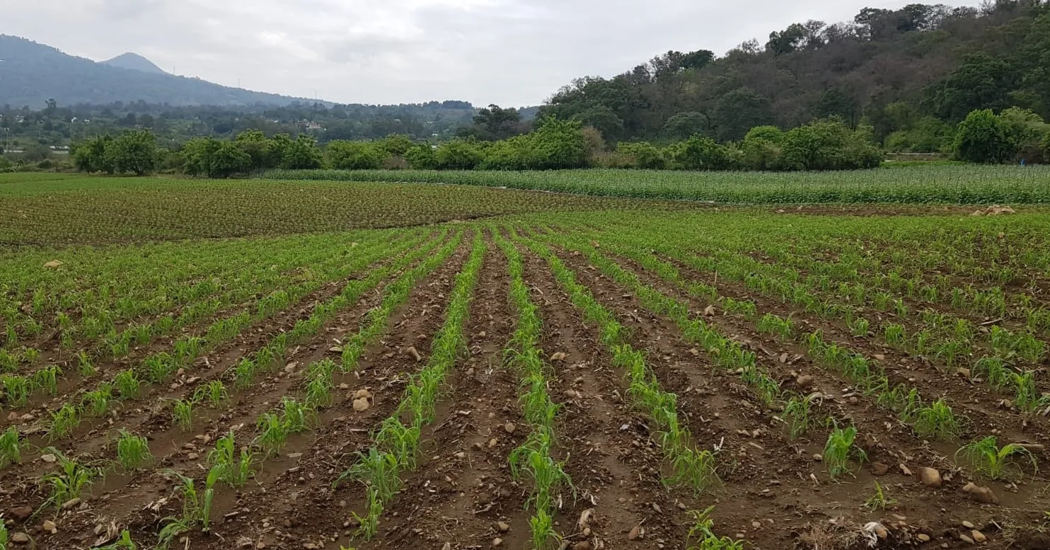 Terreno Nepantla - 6